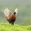 Pheasant (Phasianus colchicus) male displaying - flapping wings